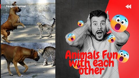 Best Funny Animal Videos Of🤣 The 2023 Funniest Cats And Dogs Videos🙀😍