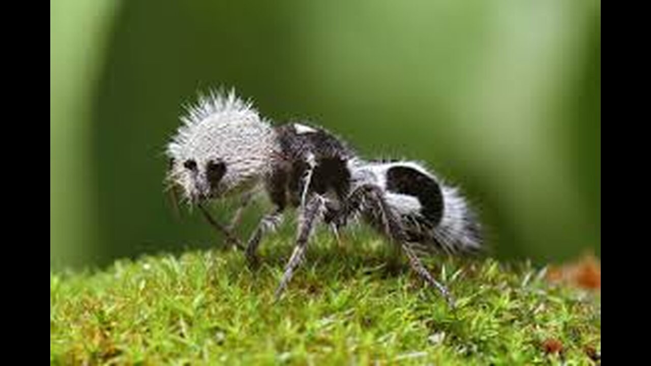 "The Panda Ant: Nature's Most Adorable but Deadly Insect!"