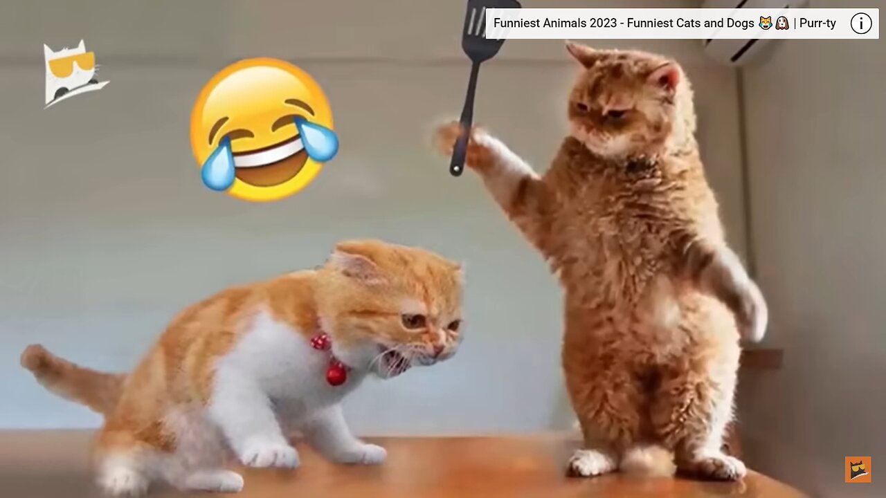 Funniest Animals 2023 - Funniest Cats and Dogs