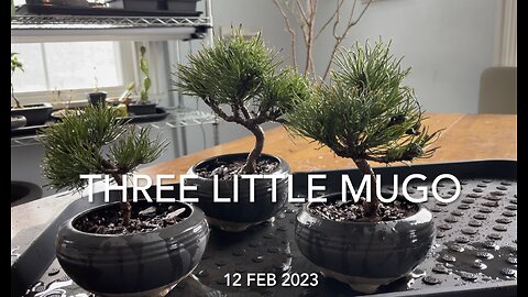 Three Little Mugo Pines