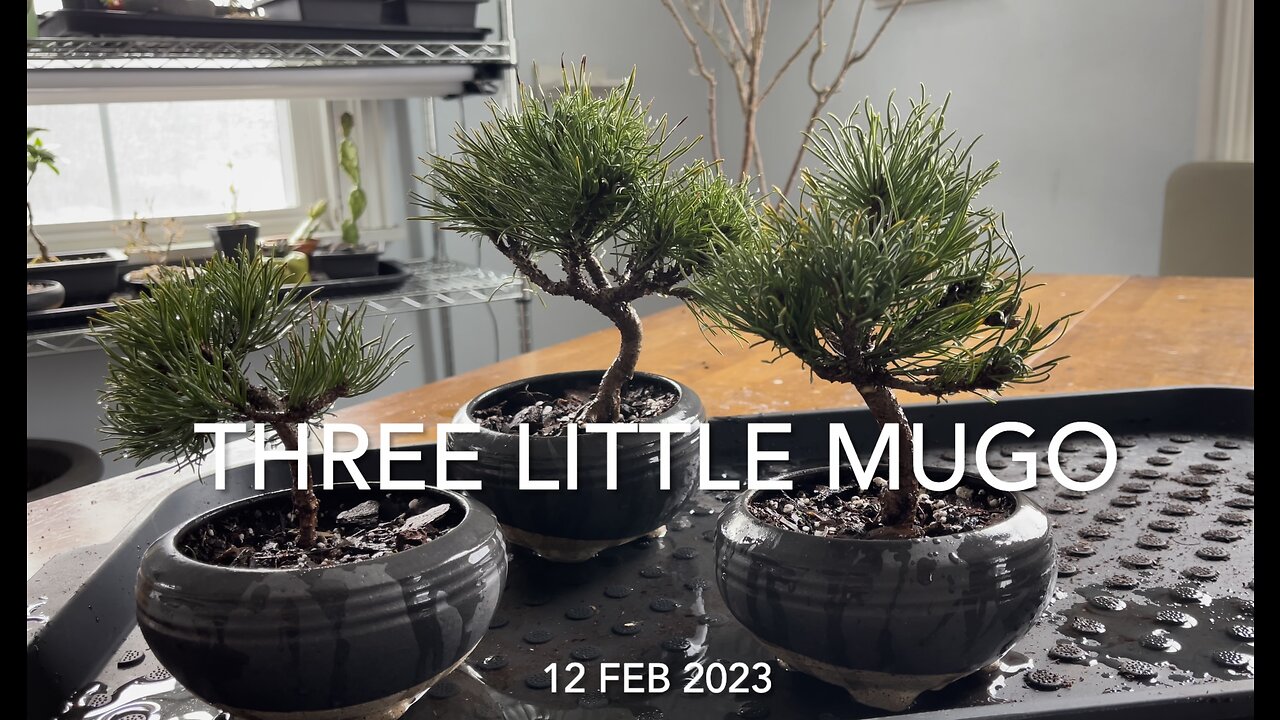 Three Little Mugo Pines