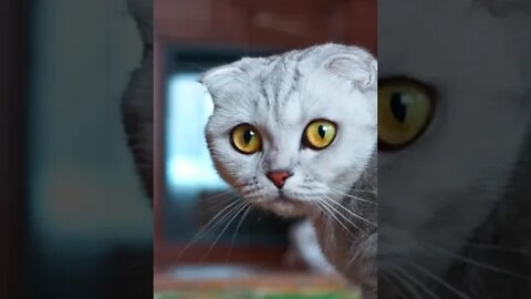 how to enjoy Cat? This video enjoying cat(@Fun Enjoy Girl @Jyoti Big Dream #shorts #trending