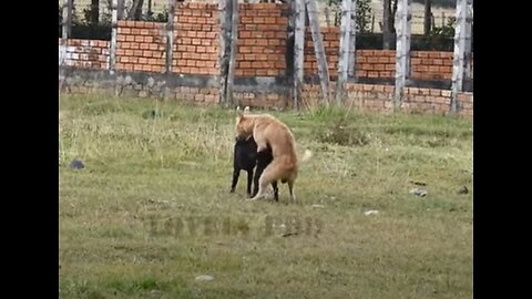 Villagedog!! Black Labrador Retriever Vs German Shepherd Dog Near Home