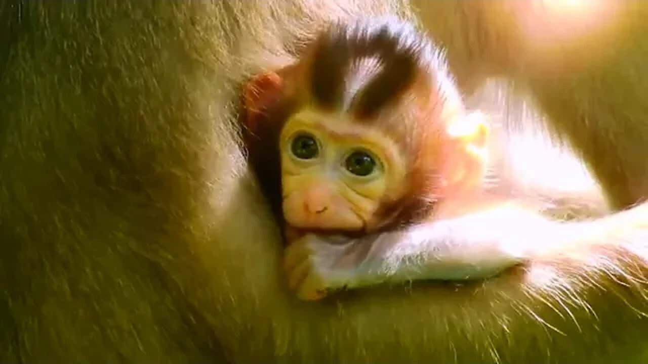 Baby monkey Rainbow sucking milk