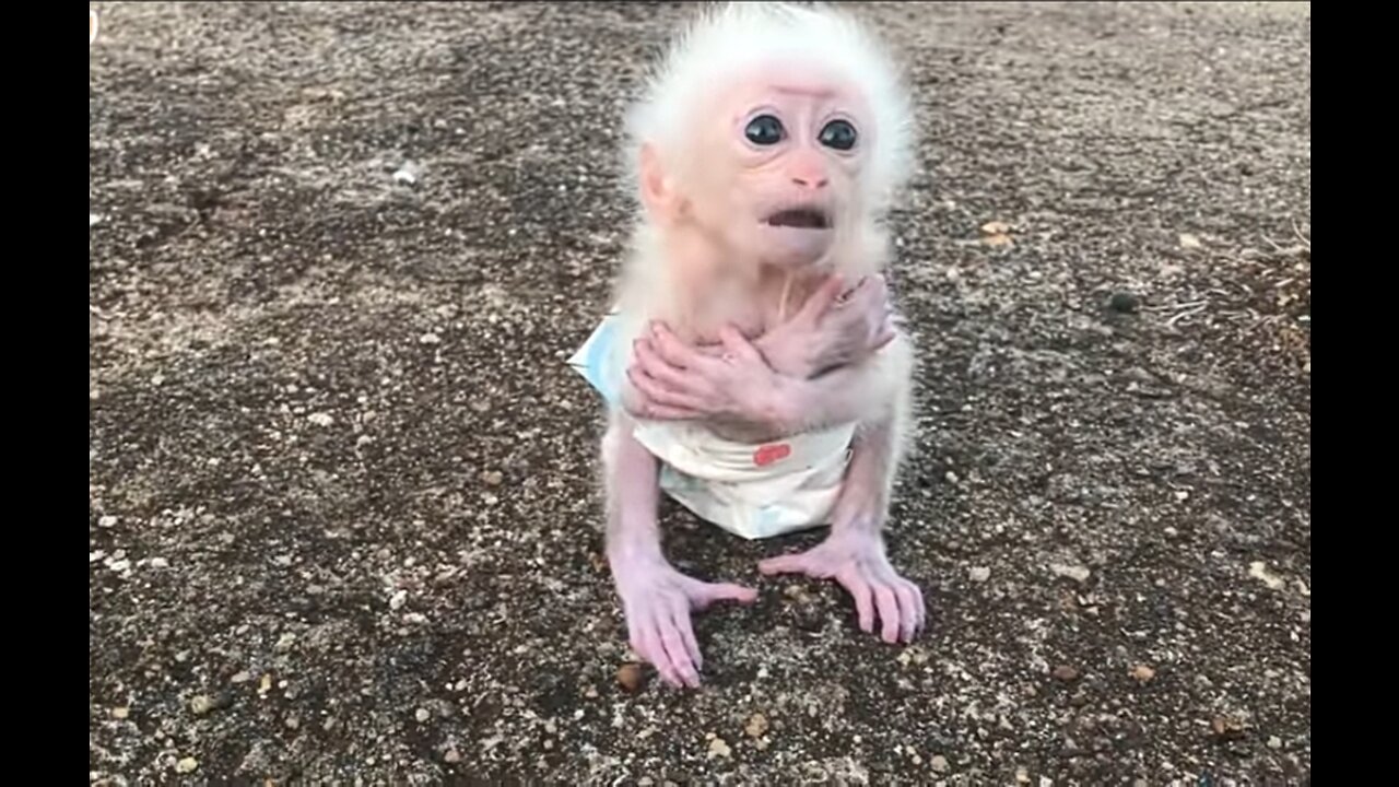 Sulking baby monkey | first video ever