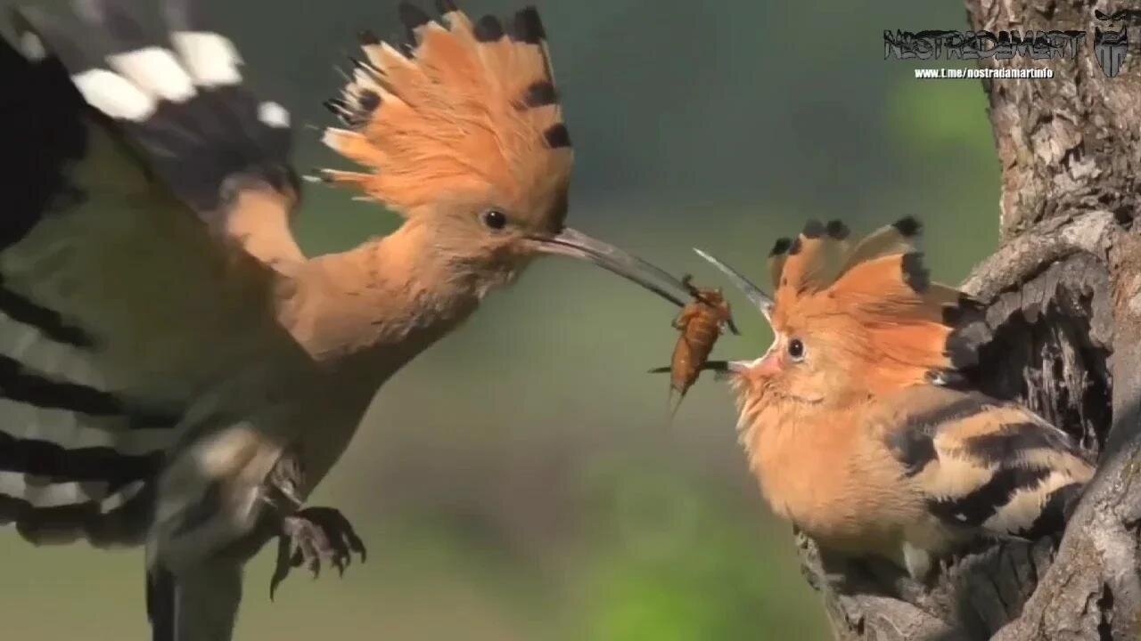 Intermède animalière