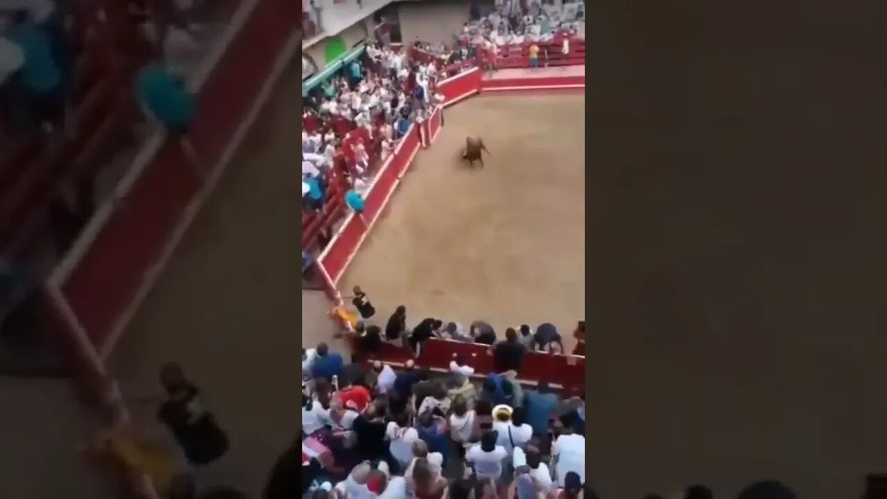 ПЛАН ПОБЕГА / Funny Bull / bullfight #NatureShortsVideo #животные