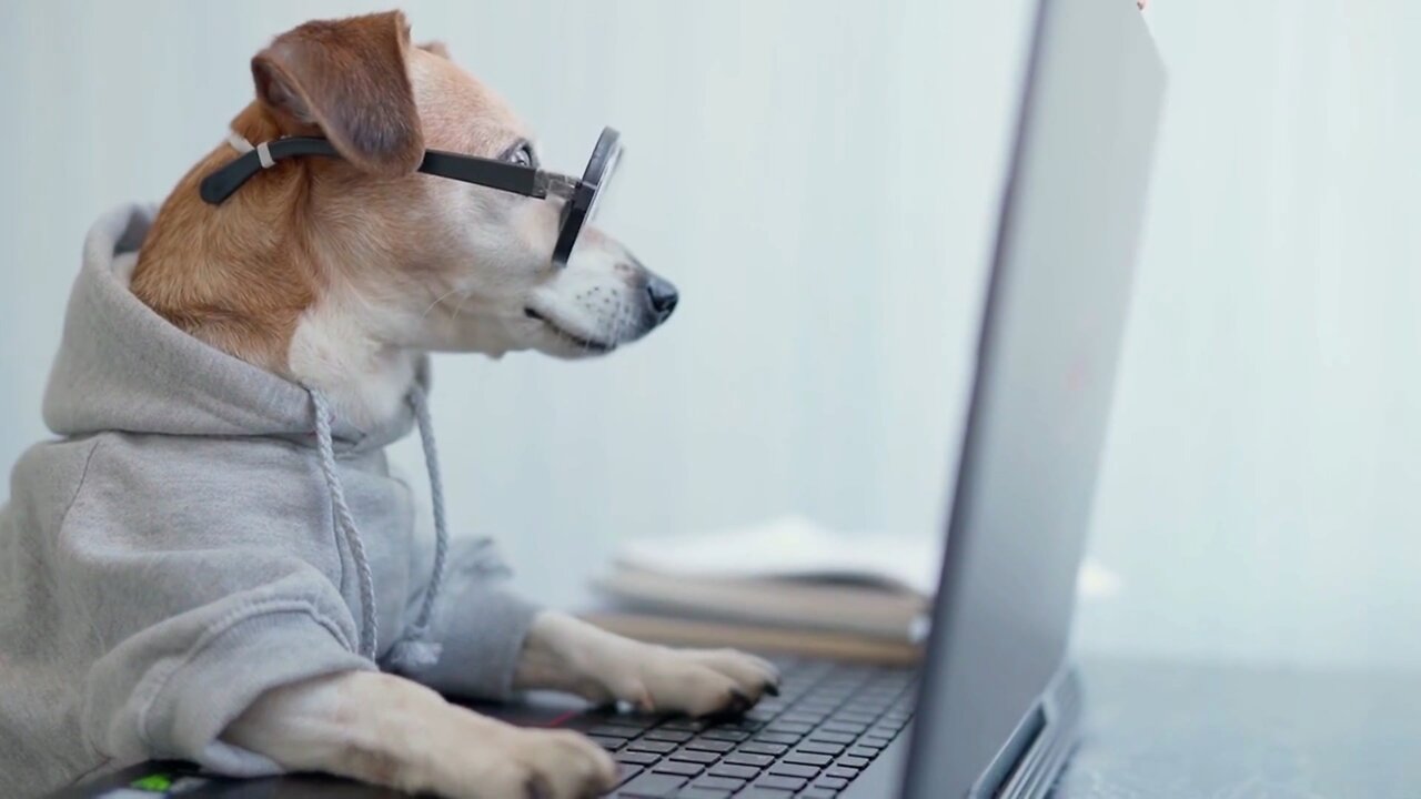 Funniest And Cutest Dogs And Cats Funny Pet Animals' Life # 19 World of CAts