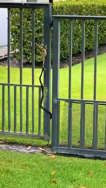 Snake and frog fight 🐍 🐸