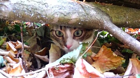 Cute Cat Hides under a Fallen Tree