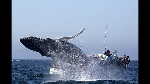 A huge shark is blocking the path of the yacht