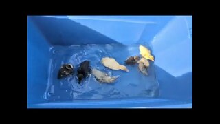 Baby Ducklings Swimming!