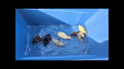 Baby Ducklings Swimming!