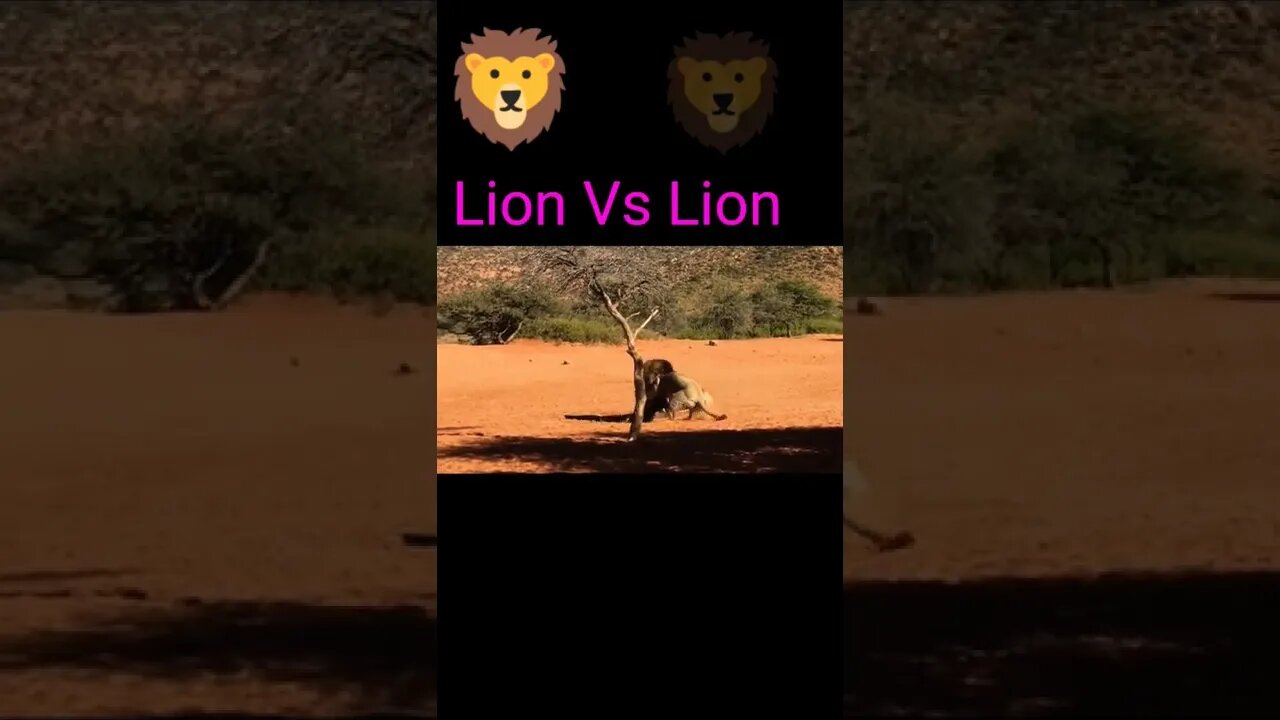 Lion vs Lion 🦁#shorts #youtubeshorts #shortvideo