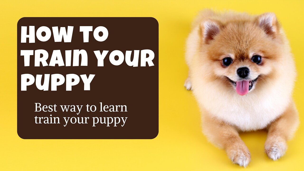 How To Train Your Puppy The BEST Way - with THESE BASIC Commands