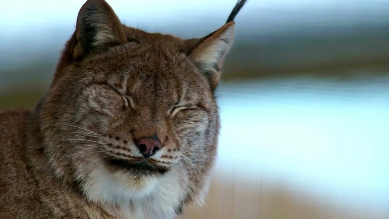 American Lynx