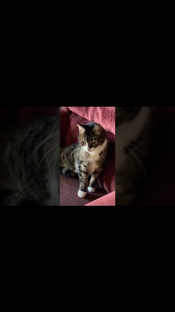 Big yawn from a little cat