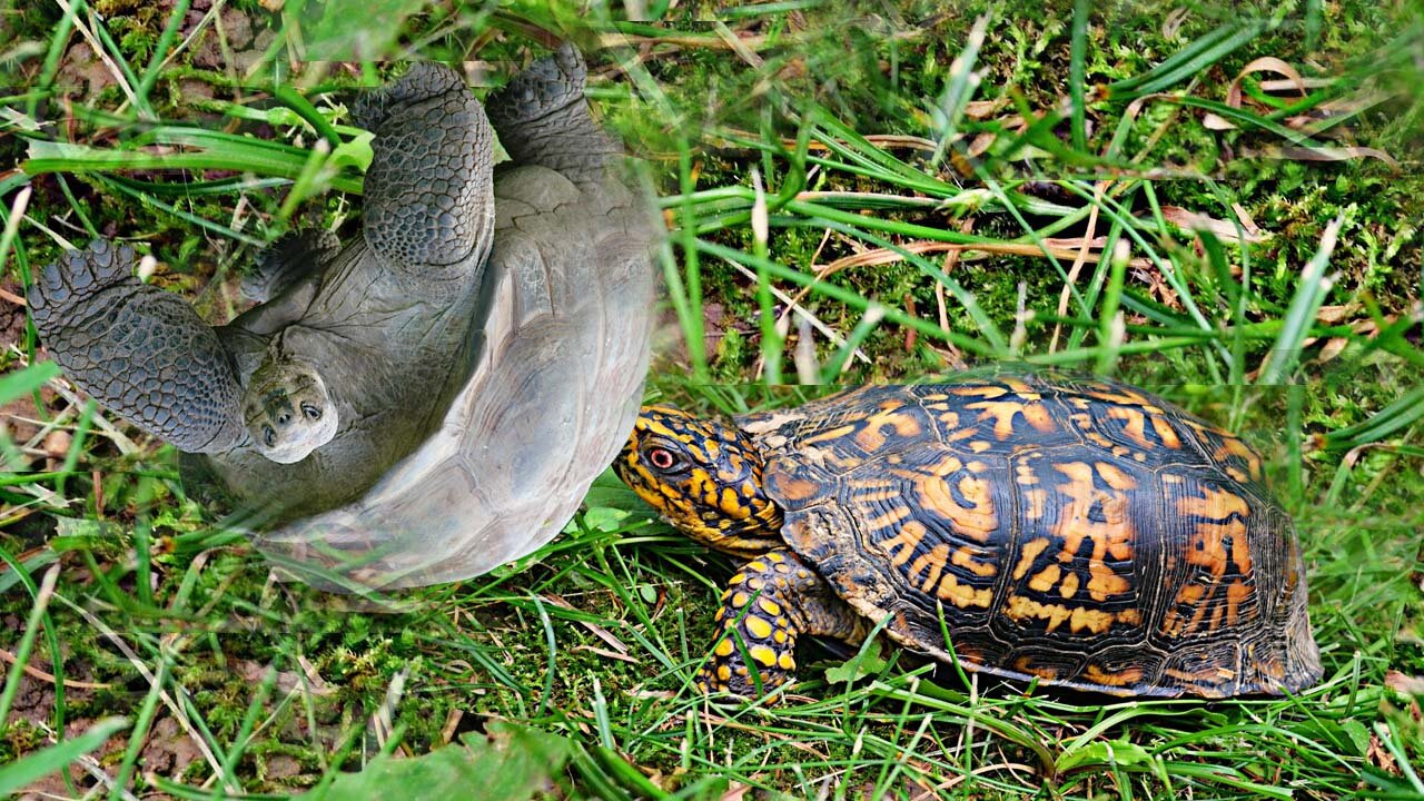 A turtle helps her friend who is upside down on her back