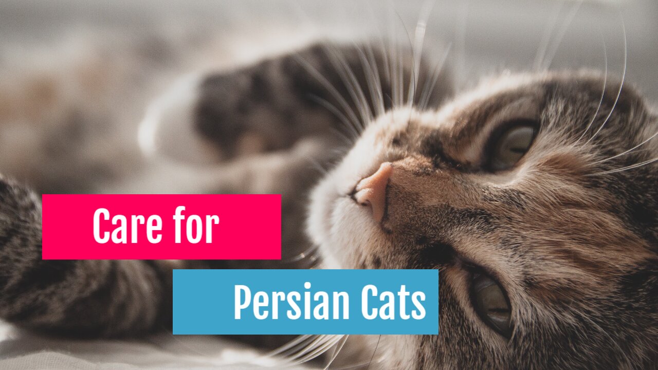 Care for Persian Cats