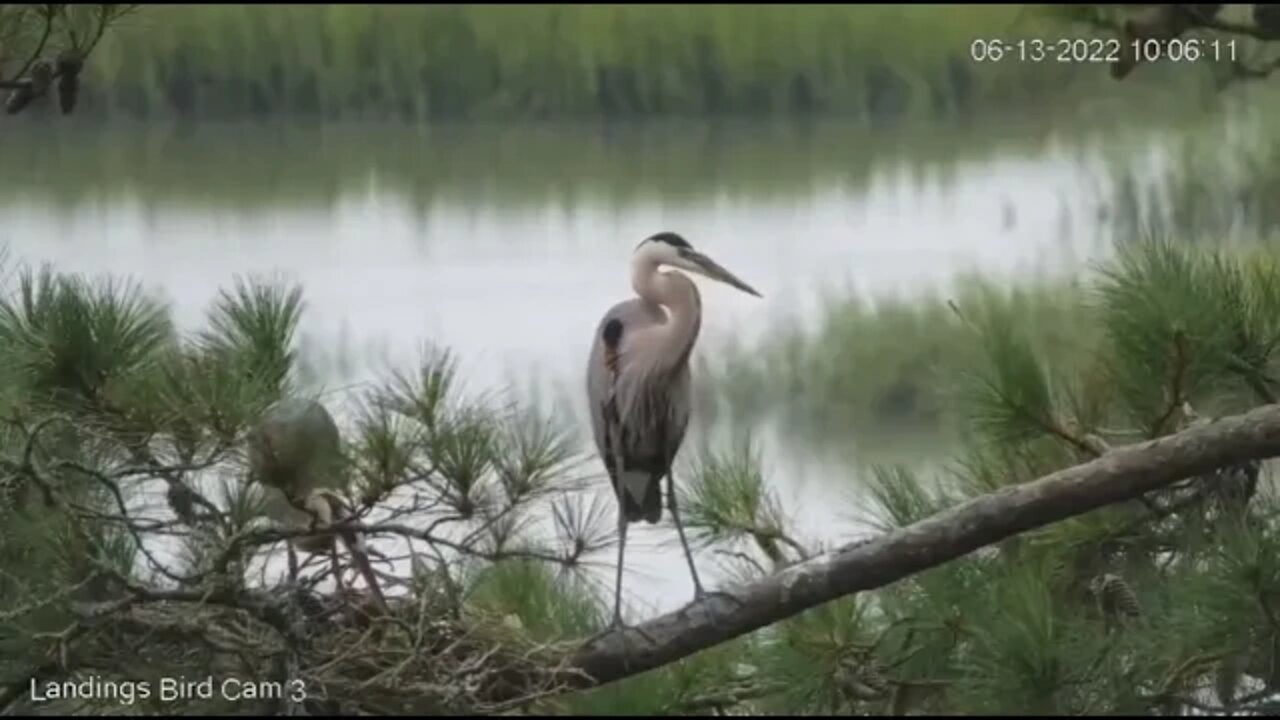 Blue Heron's Late Morning Nestorations 🥚 6/13/22 10:06