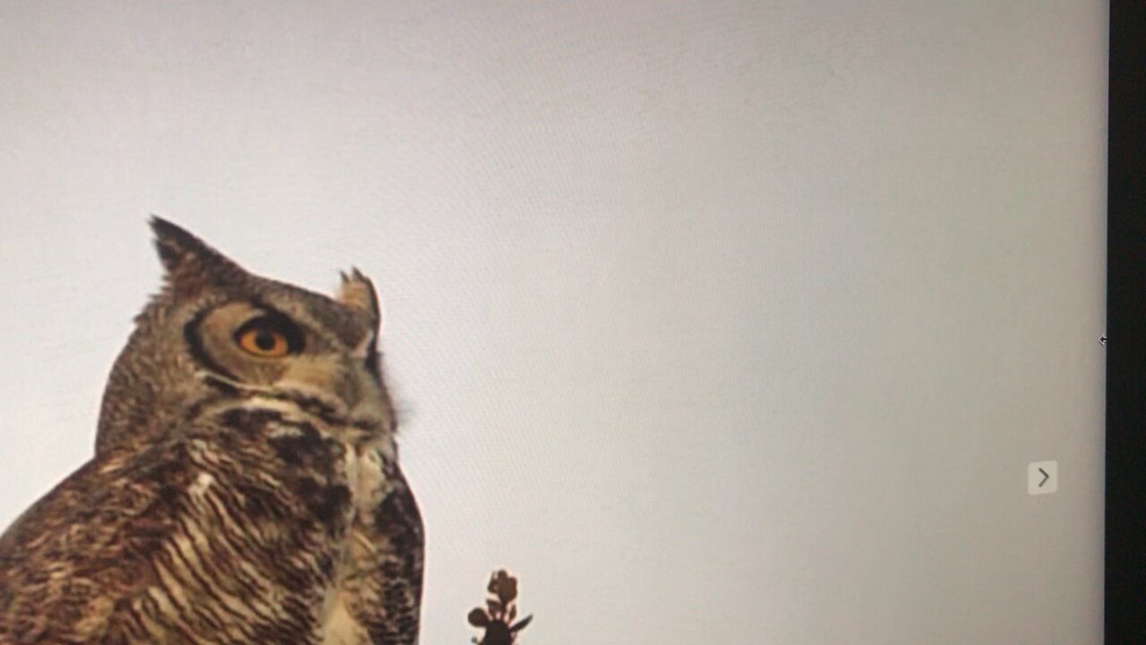 Great Horned Owl with UFO in background?