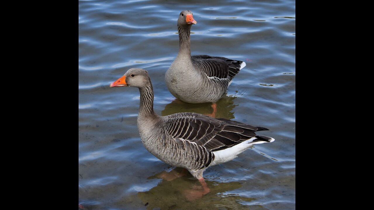 Birds that visits Berlin 2