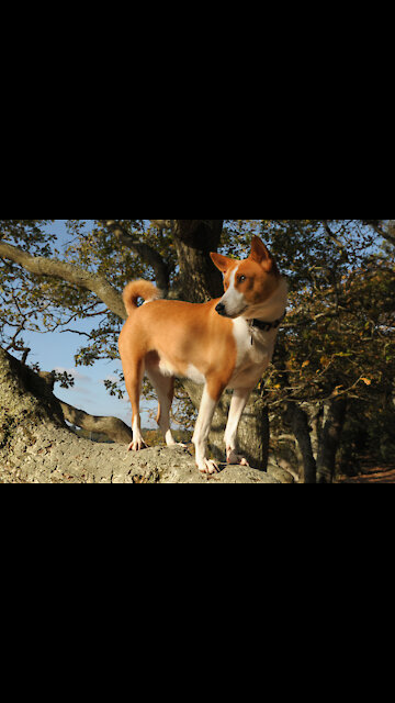 Look at this cuuuute dog 😍😍