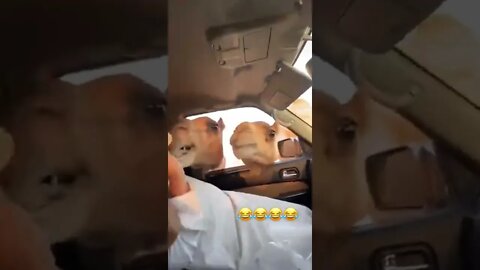 Camels Invade Car