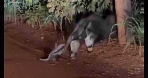 Flag anteater with cub