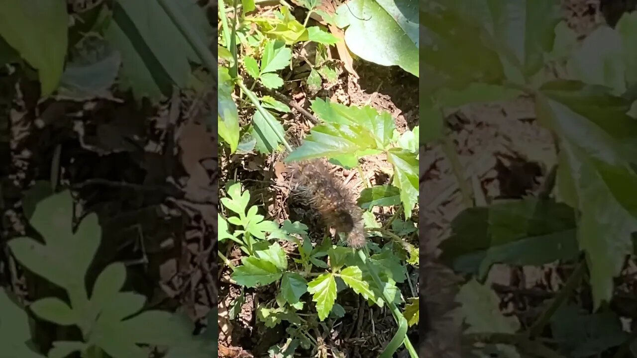 Wiggly & wooly worms of Wise County, TX #livingcooper #vlog #nature #worms #northcentraltexas