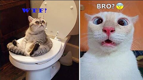 Funny Cats | Dog | Elephant | Rat | Horse | Men | Girls | Baby Girl | Baby Boys