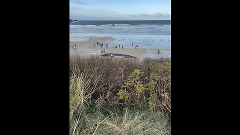 Washed Up Whale Fistral Beach Newquay