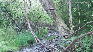 Hummingbird eats from jelly tray on Wildlife 1 Cam 6-22-2022