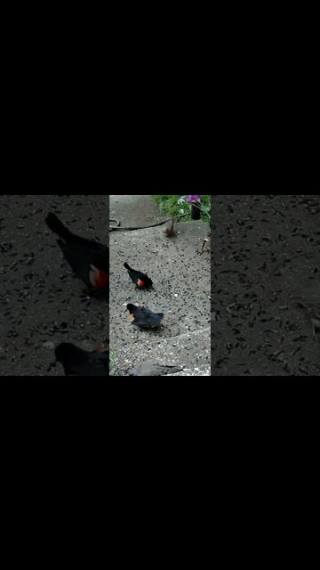 This Blackbird Has Orange Instead Of Red #Shorts 🌻