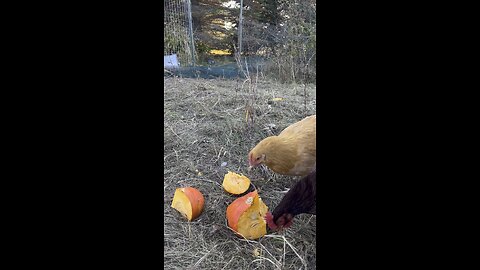 Chickens Halloween