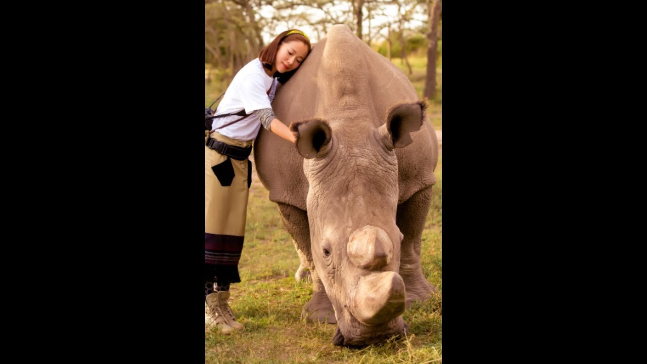 The Last Northern White Rhino In The World