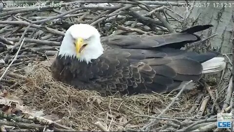 Hays Eagles Dad brings a fish for Mom 2020 03 17 512 pm