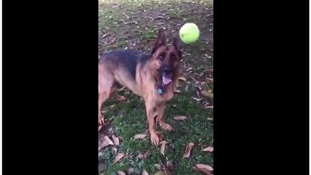 Clumsy Dog With Poor Fetch Skills Struggles To Catch A Tennis Ball