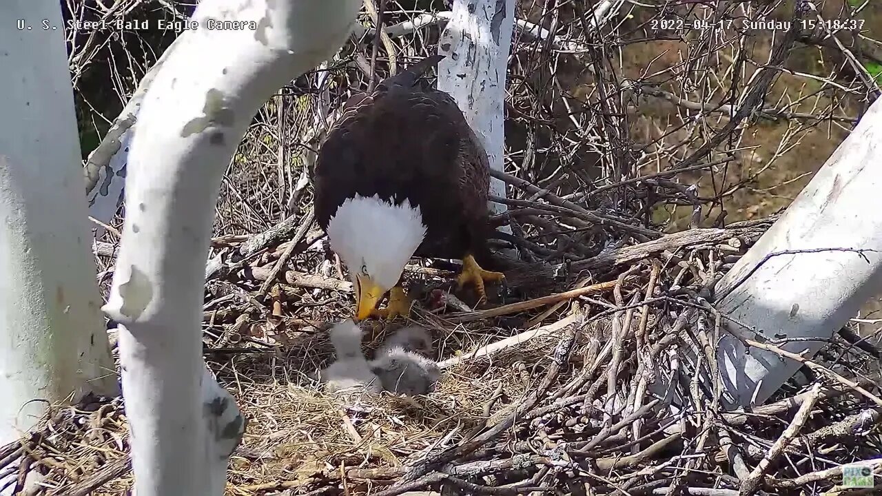 USS Eagles - USS 5 eats a piece of grass