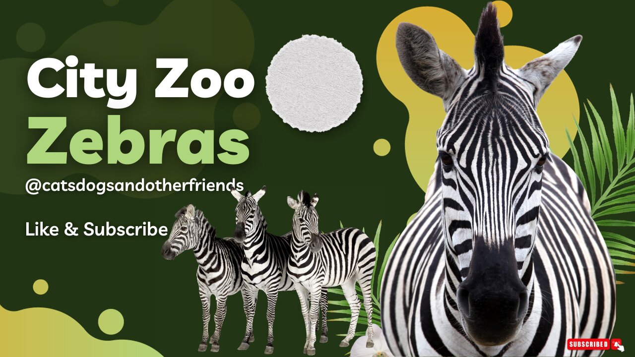 #🦓 Zebras: Care, and Conversations about Stripes! 🌿🦓