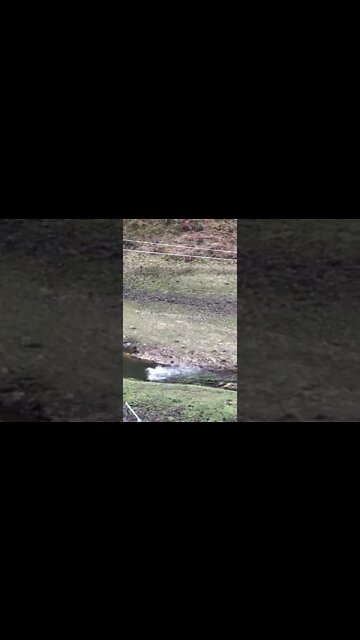 Geese thoroughly enjoying the creek. Gander shoos away ducks