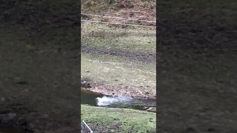 Geese thoroughly enjoying the creek. Gander shoos away ducks