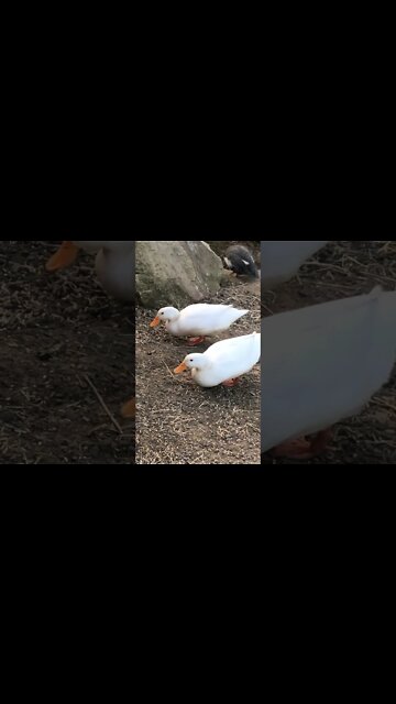 Little white ducks eating their dinner