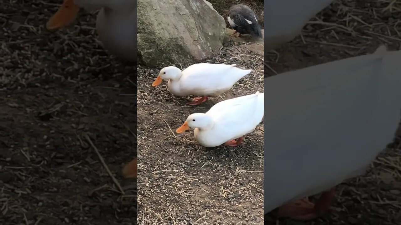 Little white ducks eating their dinner