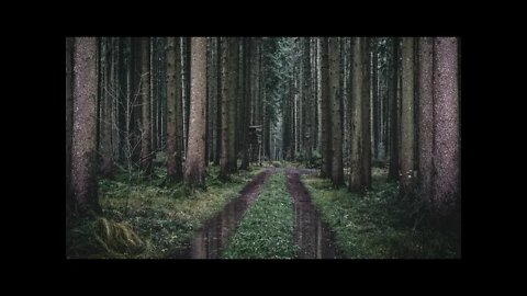 Rain on dirt road puddles in a dense pine forest