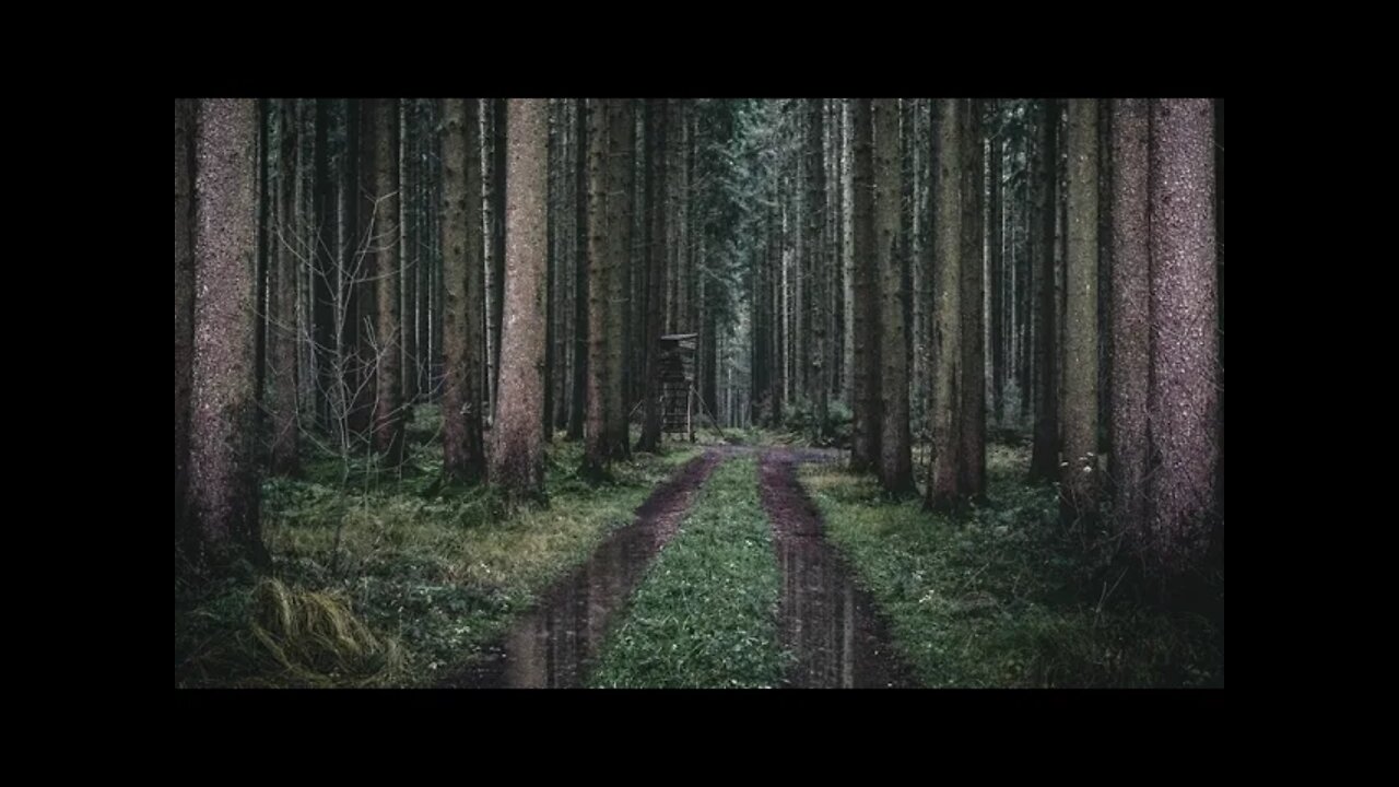 Rain on dirt road puddles in a dense pine forest
