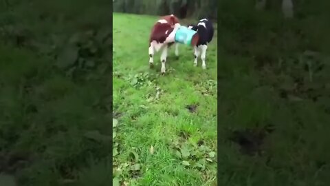 Bonk!