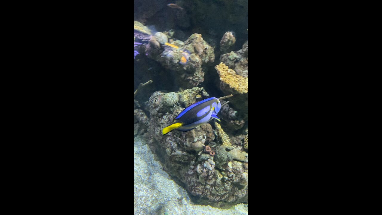 Dory