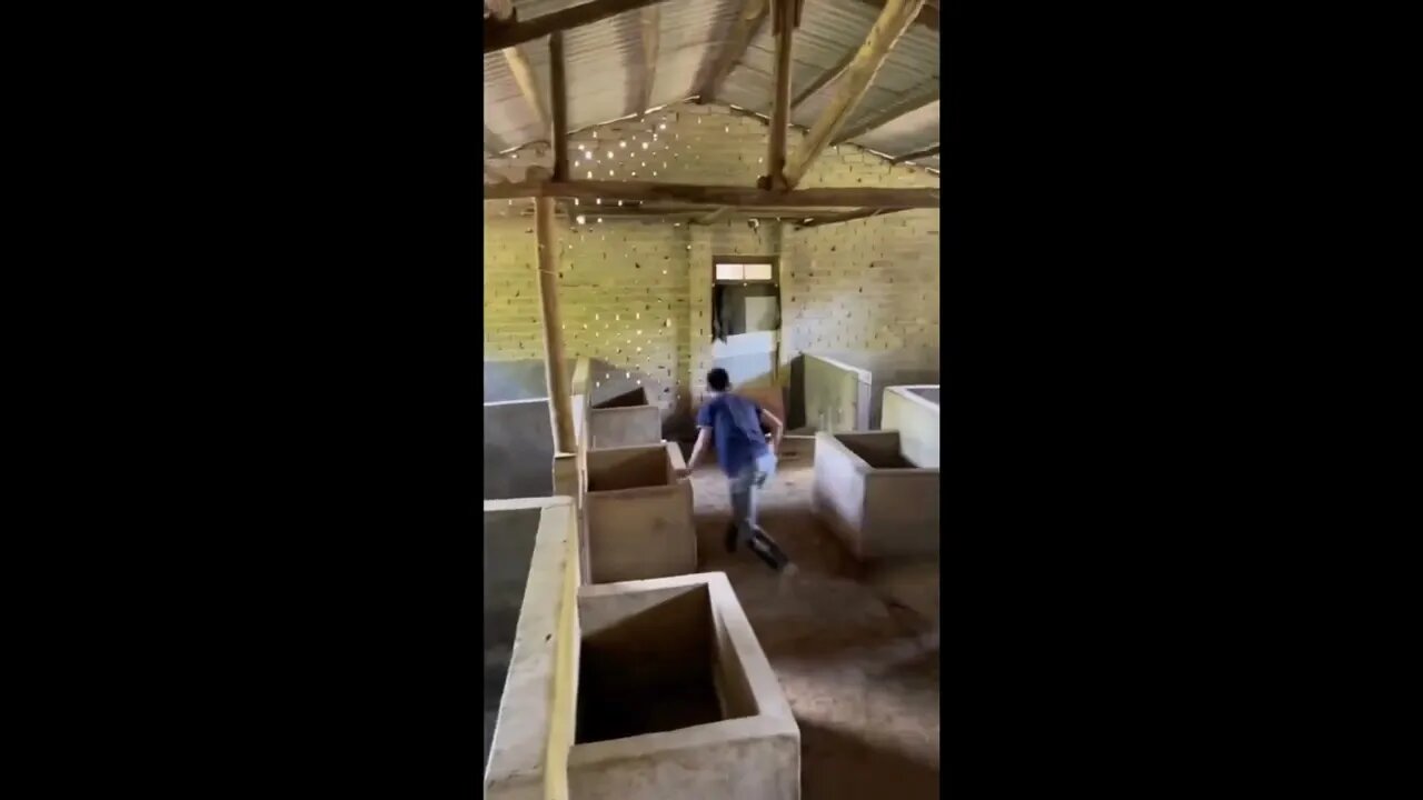 🟨 豬的跳高能力 🟨