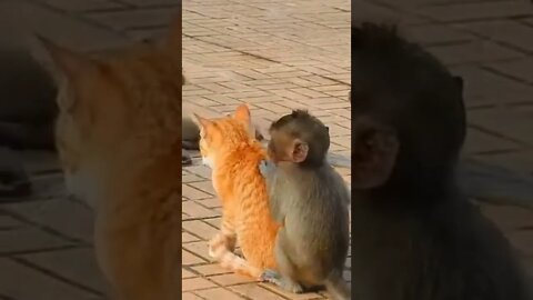 #shorts#try not to laugh